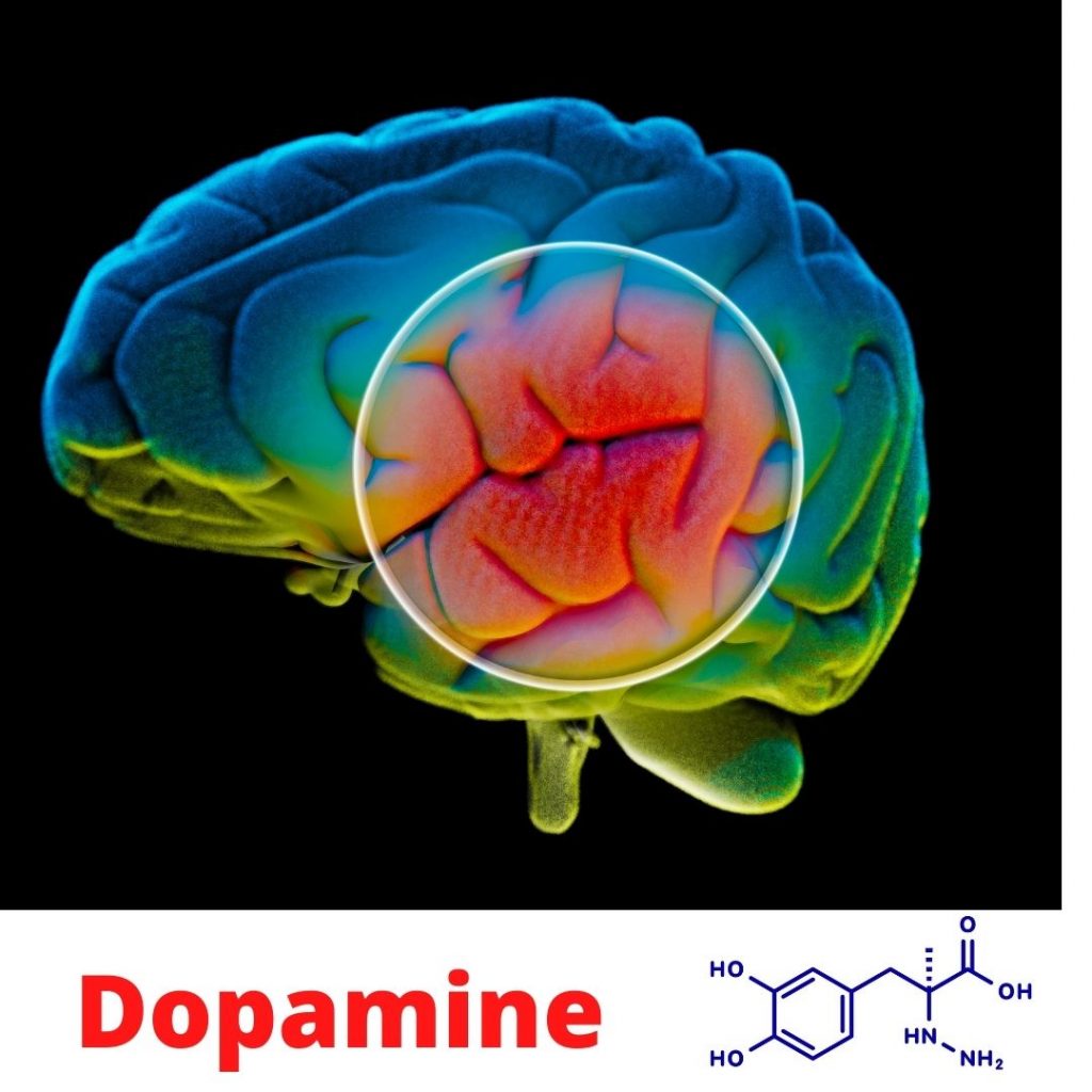 Dopamine releases in your brain
